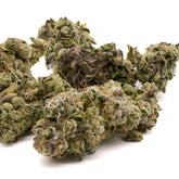 Gush Mintz THCa Hemp Flower Greenhouse - Plants